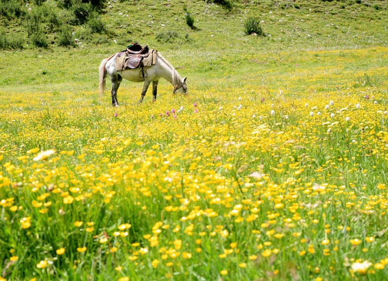 སྟོན་བཤད་ལྷ་ཀླུ་དགྱེས་པའི་རོལ་མོ།