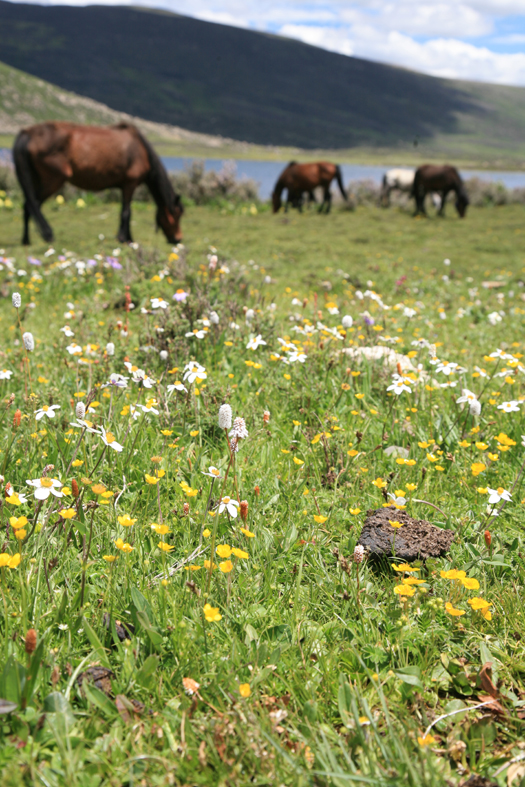 ཨ་ ཁུ་ བསྟན་ པའི་ གཏམ་ རྒྱུད།