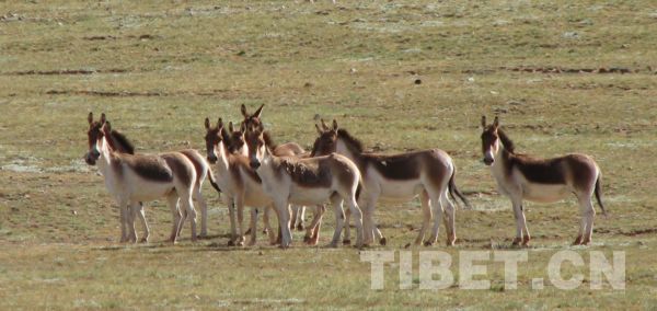 རི་སྐྱེས་སྲོག་ཆགས་འགའ།