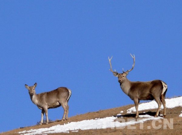 རི་སྐྱེས་སྲོག་ཆགས་འགའ།