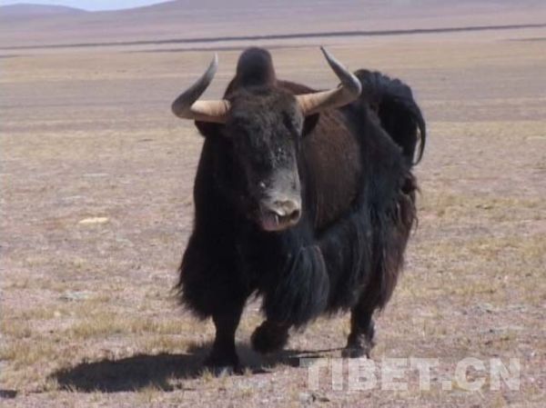 རི་སྐྱེས་སྲོག་ཆགས་འགའ།