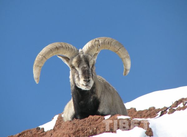 རི་སྐྱེས་སྲོག་ཆགས་འགའ།