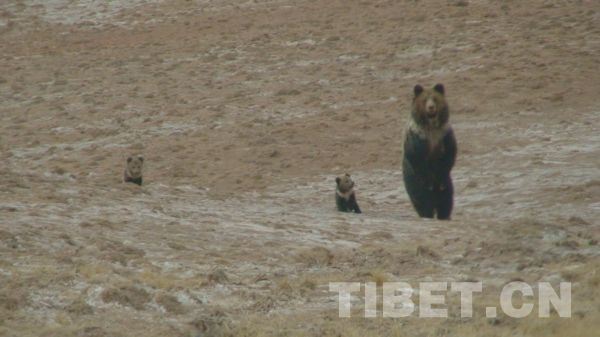 རི་སྐྱེས་སྲོག་ཆགས་འགའ།