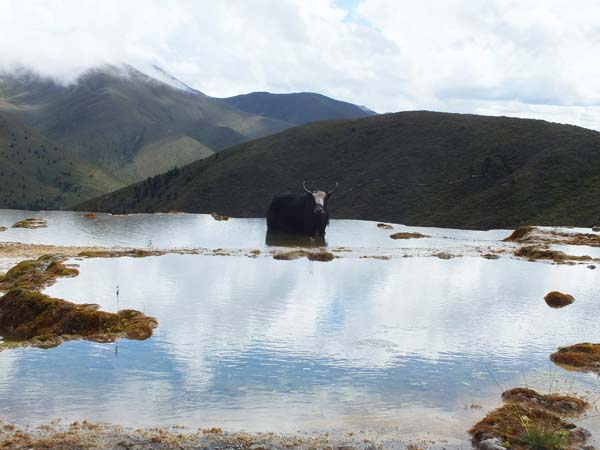 གཡུ་ལུང་ཤུལ་མུ་ཟི་ལུང་གི་རྣམ་པ།