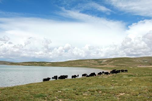 རྨ་འབྲི་རྫ་གསུམ་འབྱུང་ཡུལ་གྱི་སྐྱེ་ཁམས་ལེགས་བཅོས་ལ་ཕན་འབྲས་མངོན་གསལ་ཐོབ་པ།
