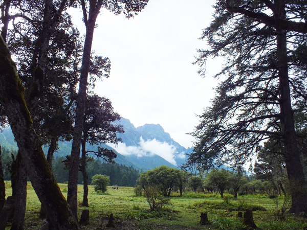 འབུལ་བ་དང་གོ་རྟོགས།