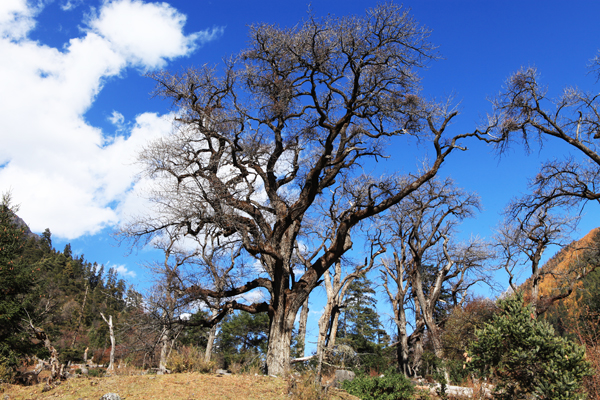 ཡོ་འབོག་གི་སྡོང་བོ།