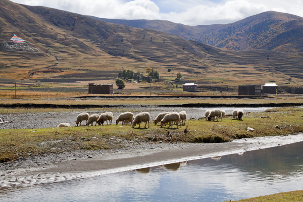 ལུག་ཚེ་ཐར།