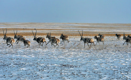 ལོ་དྲུག་རིང་རི་དྭགས་རྔོན་པའི་དོན་རྐྱེན་མ་བྱུང་བས་ཨ་ཆེན་གངས་རྒྱབ་ཀྱི་གཙོད་ཀྱི་གྲངས་ཀ་ཁྲི12ལ་སླེབས