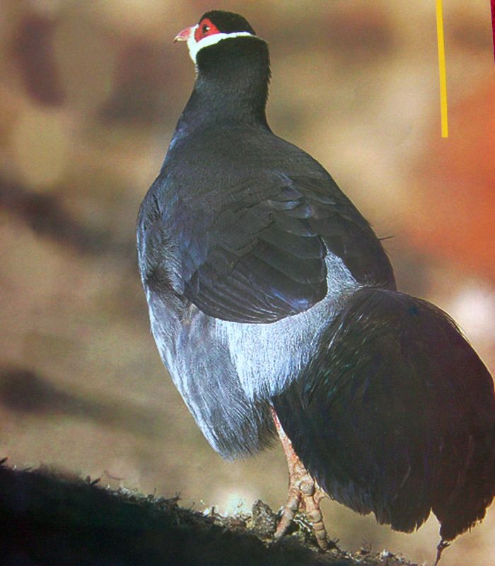 མཐོ་སྒང་གི་སྲོག་ཆགས།