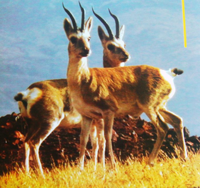 མཐོ་སྒང་གི་སྲོག་ཆགས།
