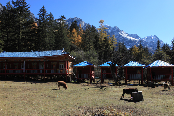 མཛོ་མོ་དང་བེའུའི་བརྩེ་དུང་།