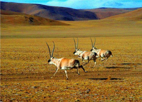 བོད་ཁམས་ཀྱི་རི་རྒྱུད་གྲགས་ཅན།