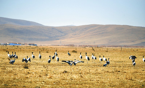 རྔ་བ་ཁུལ་ཁྱུང་མཆུ་རྫོང་ཨ་མཆོག་གྲོང་རྡལ་གྱི་སྐ་ཆུའི་འབབ་ཡུལ་གྱི་ཁྲུང་ཁྲུང་སྐེ་ནག