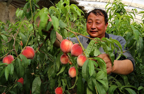 ཁྱད་ཆོས་ལྡན་པའི་ཤིང་ཏོག་འདེབས་གསོ་བྱེད་པ་དེས་ཞིང་དུད་ཀྱི་ཡོང་འབབ་བསྣན།