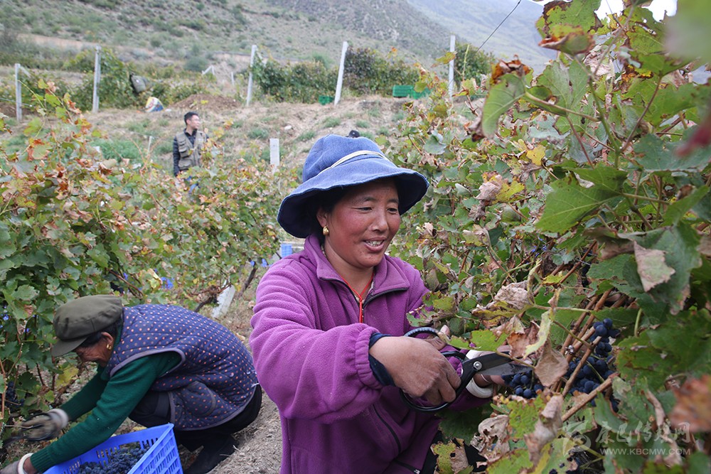 འབྲས་ལྡན་དུས་ཀྱི་ཞིང་གྲོང་མཛེས་གྲགས་གྲགས། མང་ཚོགས་དབུལ་ཐར་བྱུང་བས་དགའ་ལྷང་ལྷང་།