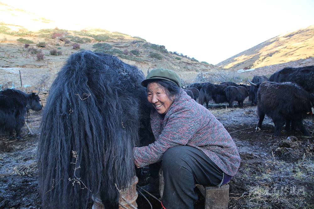 འབྲས་ལྡན་དུས་ཀྱི་ཞིང་གྲོང་མཛེས་གྲགས་གྲགས། མང་ཚོགས་དབུལ་ཐར་བྱུང་བས་དགའ་ལྷང་ལྷང་།