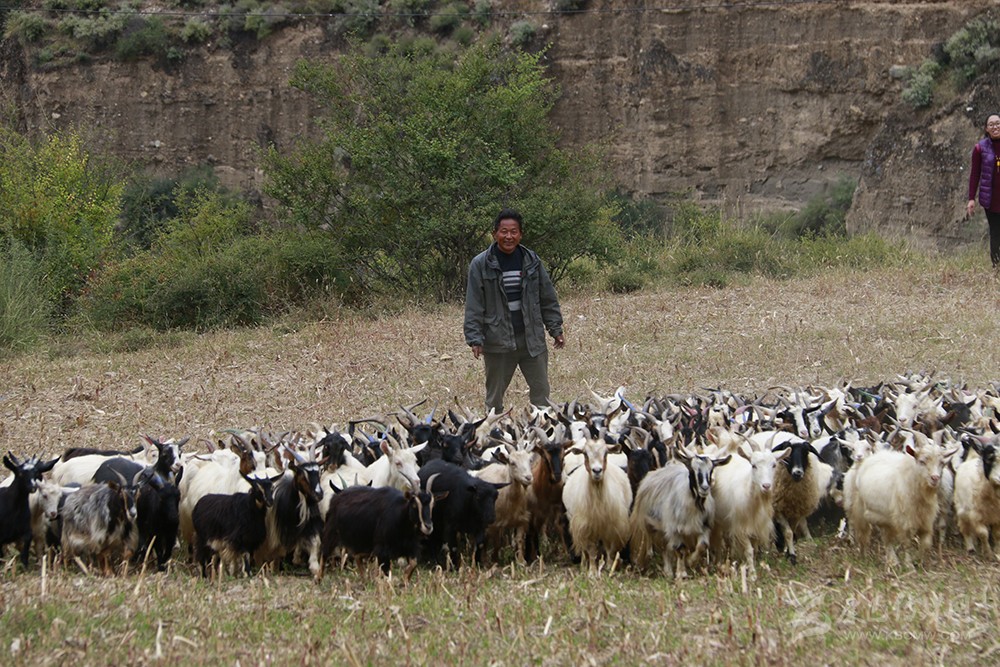 འབྲས་ལྡན་དུས་ཀྱི་ཞིང་གྲོང་མཛེས་གྲགས་གྲགས། མང་ཚོགས་དབུལ་ཐར་བྱུང་བས་དགའ་ལྷང་ལྷང་།