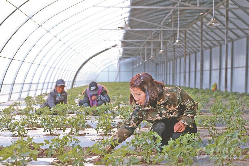 ཞིང་ལས་ཀྱིས་བྱས་རྗེས་མང་པོ་འཇོག་ཅིང་བཟོ་ལས་ཀྱིས་འདེགས་སྐྱོར་ཆེན་པོ་བྱེད།