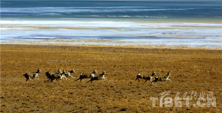 བོད་ལྗོངས་མངའ་རིས་ས་ཁུལ་གྱི་གཙོད་ཀྱི་ཁ་གྲངས་ཁྲི6ཙམ་ཟིན་པ།